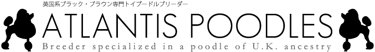 英国系ブラック・ブラウン専門トイプードルブリーダー：アトランティスプードル
