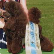 写真：ジャスパー01